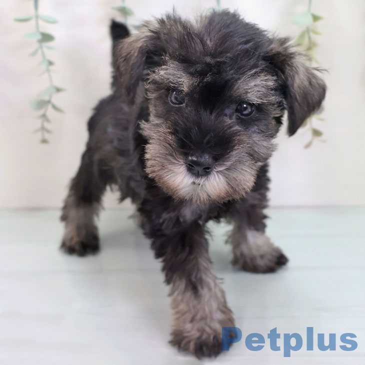 沖縄県のミニチュアシュナウザー (ペットプラス 沖縄ライカム店/2025年8月20日生まれ/男の子/ソルトペッパー)の子犬の2枚目の画像