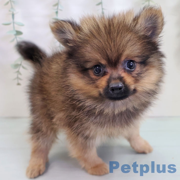 沖縄県のポメラニアン (ペットプラス 沖縄ライカム店/2025年8月21日生まれ/男の子/ウルフセーブル)の子犬の1枚目の画像