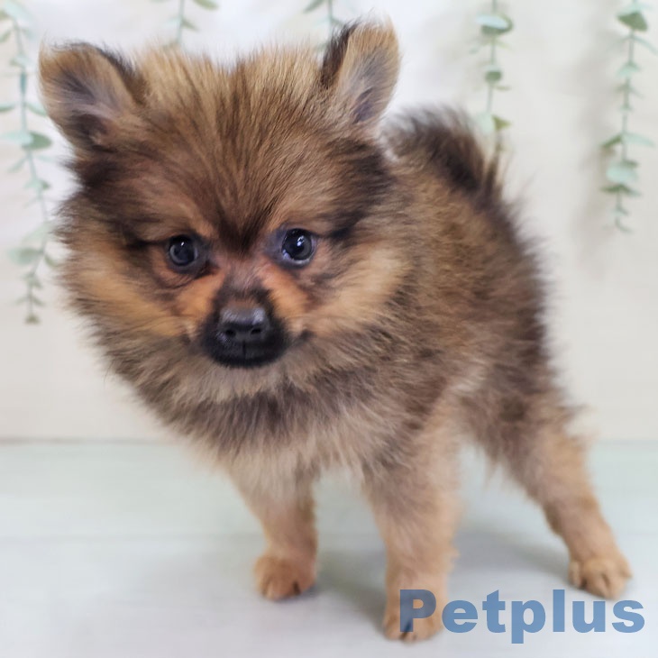 沖縄県のポメラニアン (ペットプラス 沖縄ライカム店/2025年8月21日生まれ/男の子/ウルフセーブル)の子犬の2枚目の画像