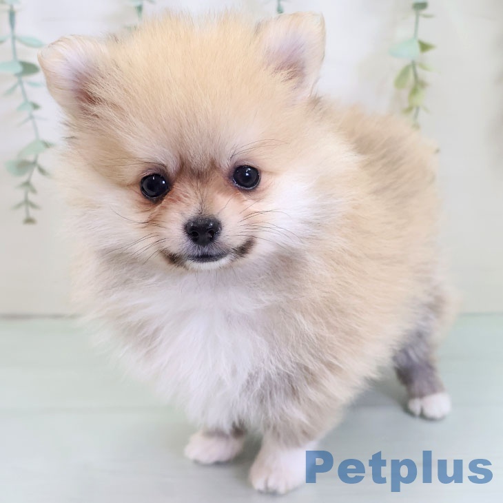 福岡県のポメラニアン (ペットプラス 八幡東店/2025年8月20日生まれ/男の子/オレンジ)の子犬の1枚目の画像