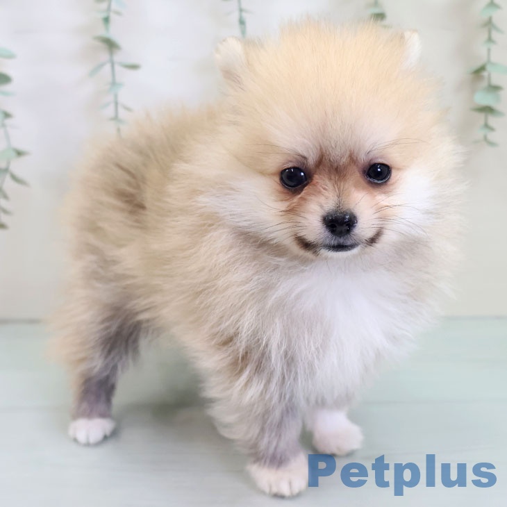 福岡県のポメラニアン (ペットプラス 八幡東店/2025年8月20日生まれ/男の子/オレンジ)の子犬の2枚目の画像