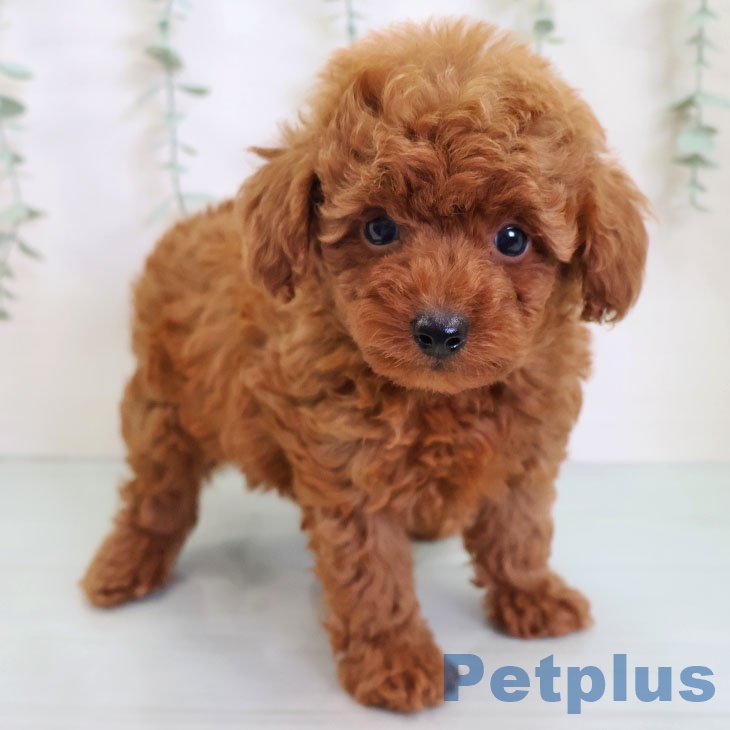 長崎県のトイプードル(トイ) (ペットプラス 長崎店/2025年8月20日生まれ/男の子/レッド)の子犬