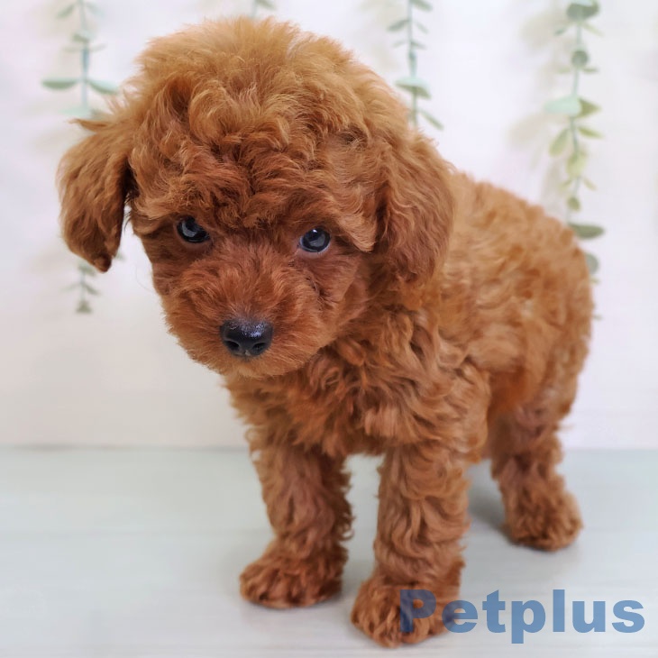 長崎県のトイプードル(トイ) (ペットプラス 長崎店/2025年8月20日生まれ/男の子/レッド)の子犬の2枚目の画像