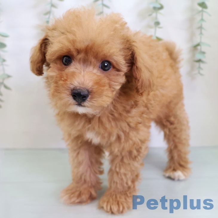 熊本県のトイプードル(トイ) (ペットプラス 熊本店/2025年8月19日生まれ/男の子/アプリコット)の子犬の1枚目の画像
