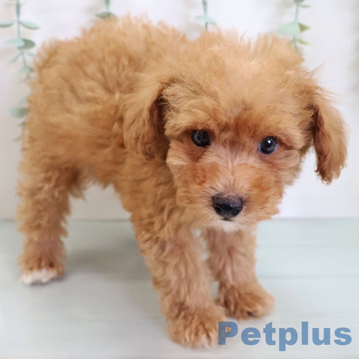 熊本県のトイプードル(トイ) (ペットプラス 熊本店/2025年8月19日生まれ/男の子/アプリコット)の子犬の2枚目の画像