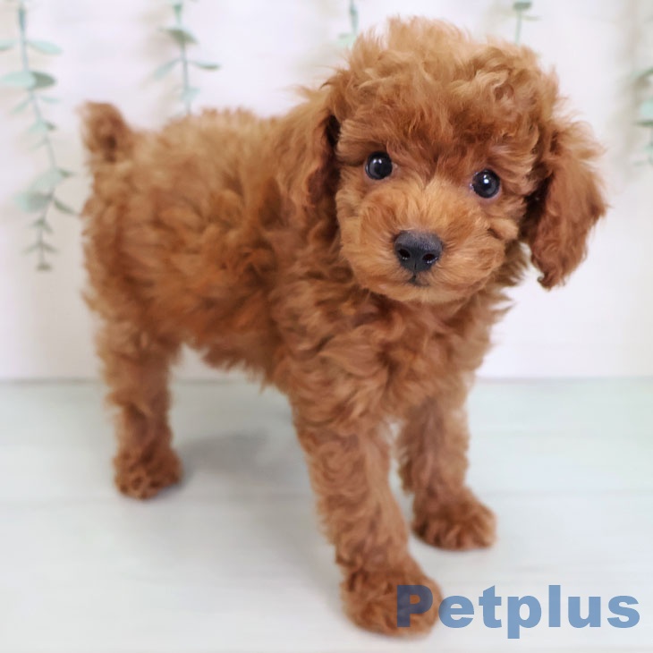 福岡県のトイプードル(トイ) (ペットプラス 八幡東店/2025年8月19日生まれ/男の子/レッド)の子犬の1枚目の画像