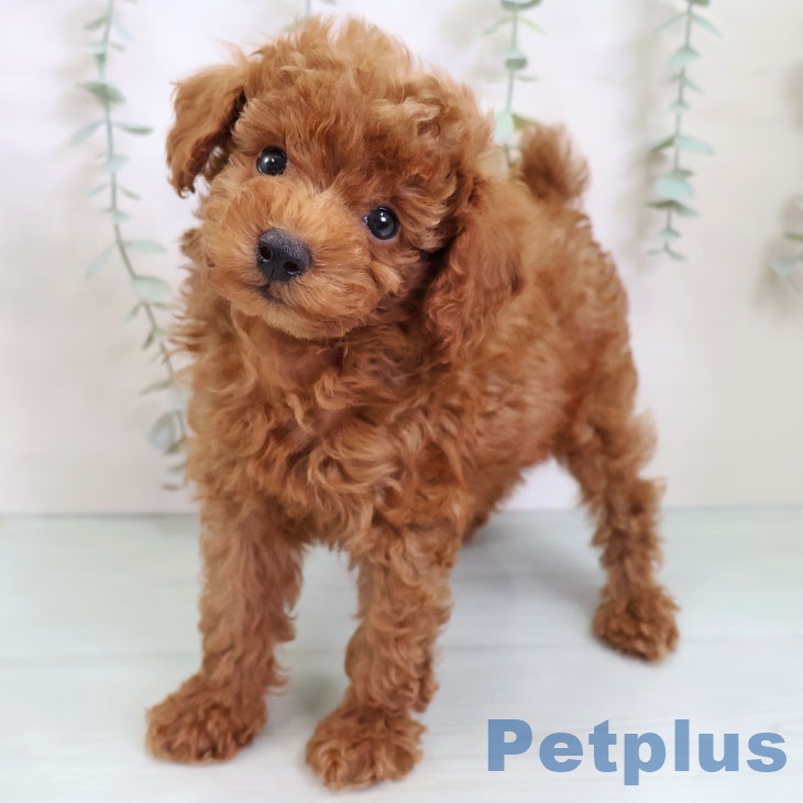 福岡県のトイプードル(トイ) (ペットプラス 八幡東店/2025年8月19日生まれ/男の子/レッド)の子犬の2枚目の画像