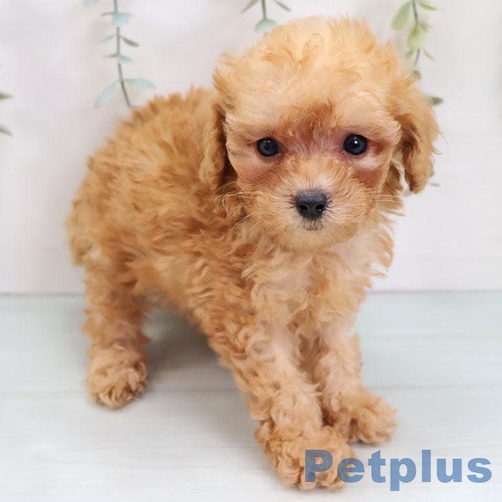 福岡県のトイプードル(トイ) (ペットプラス MARK IS 福岡ももち店/2025年8月14日生まれ/男の子/アプリコット)の子犬