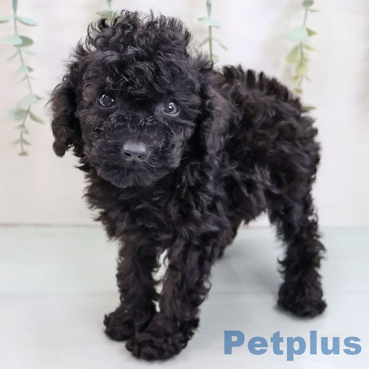 福岡県のトイプードル(トイ) (ペットプラス MARK IS 福岡ももち店/2025年8月14日生まれ/男の子/ブラック)の子犬の1枚目の画像
