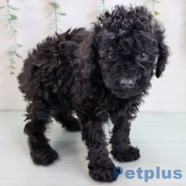 福岡県のトイプードル(トイ) (ペットプラス MARK IS 福岡ももち店/2025年8月14日生まれ/男の子/ブラック)の子犬の2枚目の画像