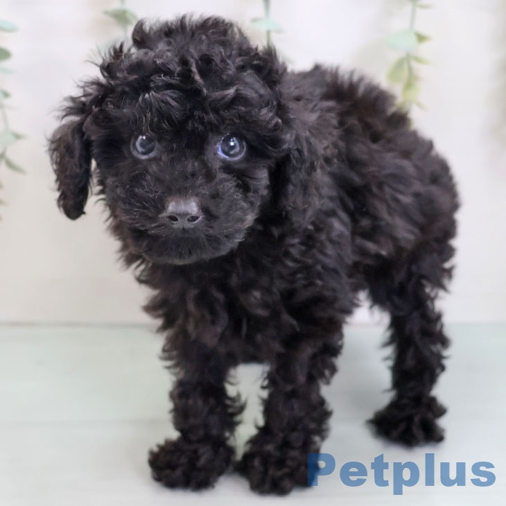 鹿児島県のトイプードル(トイ) (ペットプラス 姶良店/2025年8月14日生まれ/男の子/ブラック)の子犬の1枚目の画像