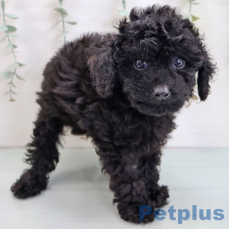 鹿児島県のトイプードル(トイ) (ペットプラス 姶良店/2025年8月14日生まれ/男の子/ブラック)の子犬の2枚目の画像