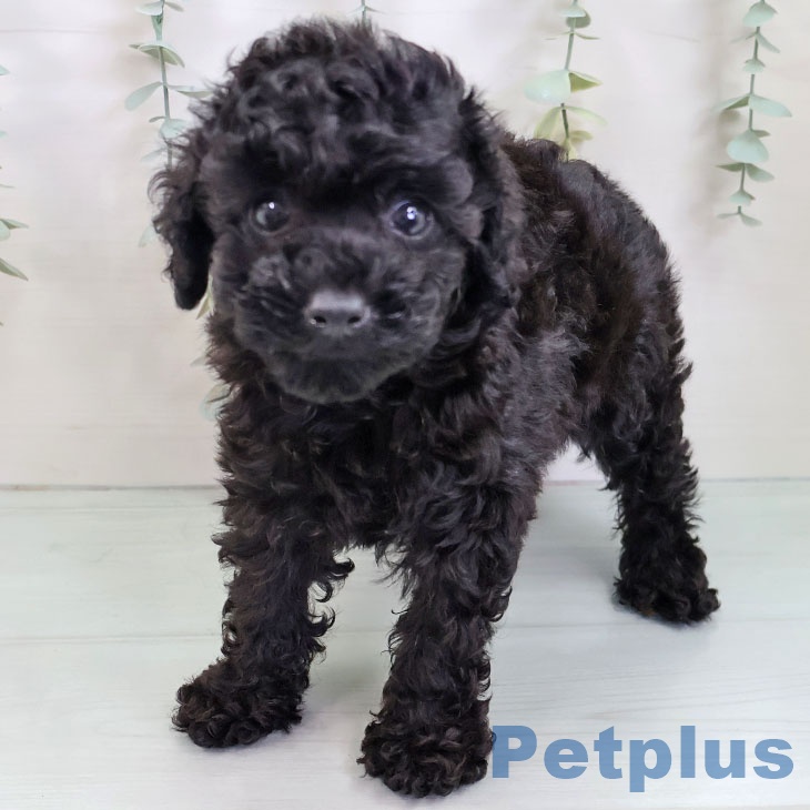 福岡県のトイプードル(トイ) (ペットプラス 春日店/2025年8月14日生まれ/女の子/ブラック)の子犬の1枚目の画像