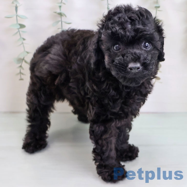 福岡県のトイプードル(トイ) (ペットプラス 春日店/2025年8月14日生まれ/女の子/ブラック)の子犬の2枚目の画像