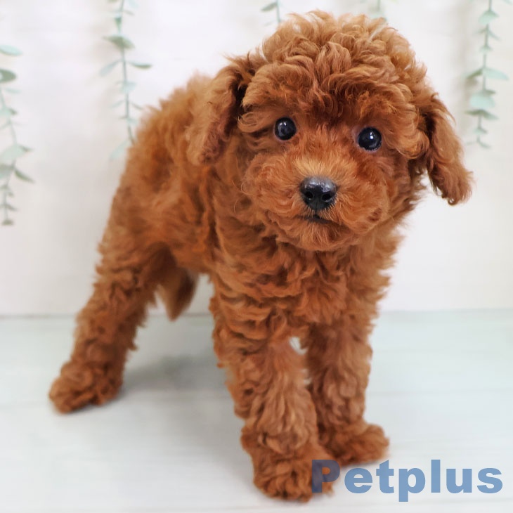 トイ・プードル