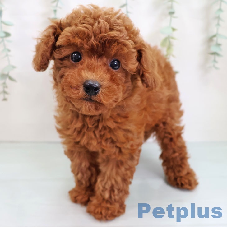 トイ・プードルの写真2