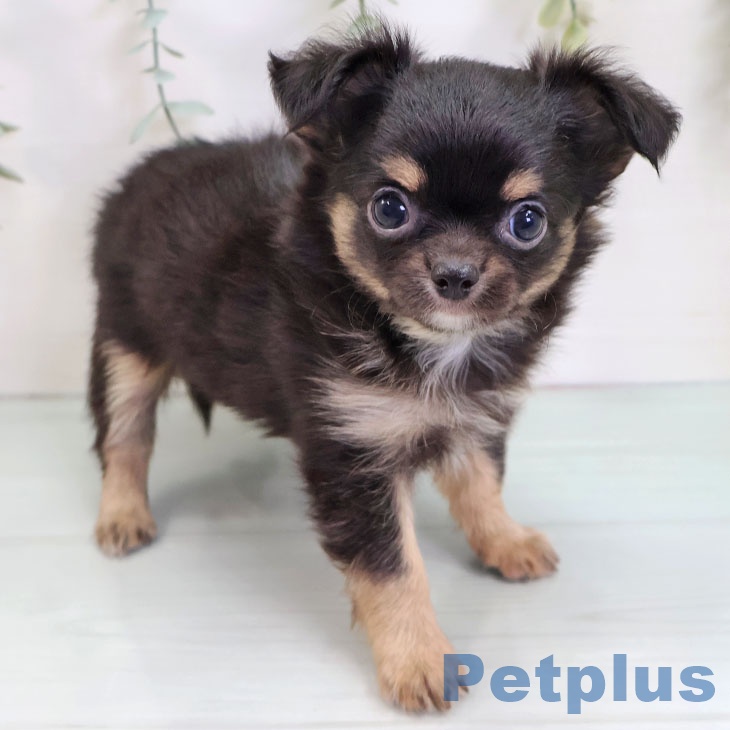 石川県のチワワ(ロング) (ペットプラス 白山店/2025年8月22日生まれ/男の子/ブラックタンホワイト)の子犬の1枚目の画像