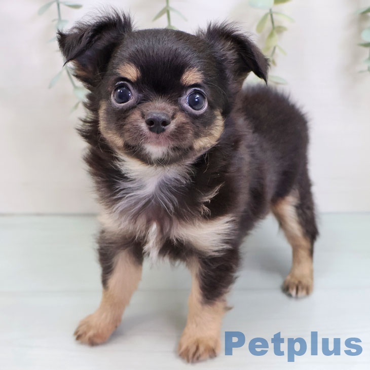 石川県のチワワ(ロング) (ペットプラス 白山店/2025年8月22日生まれ/男の子/ブラックタンホワイト)の子犬の2枚目の画像