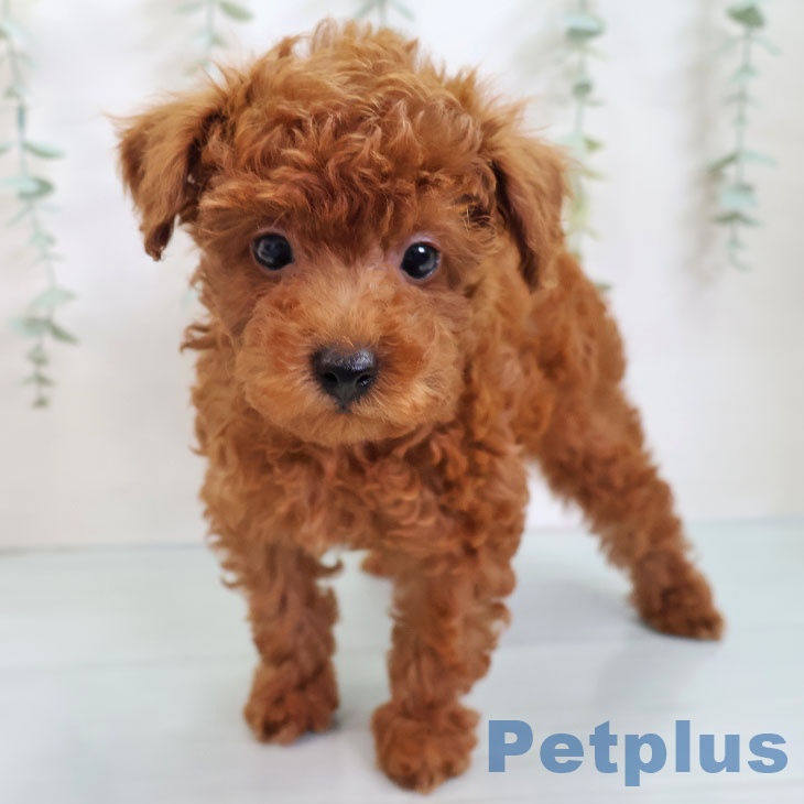 熊本県のトイプードル(トイ) (ペットプラス 熊本店/2025年8月21日生まれ/男の子/レッド)の子犬の1枚目の画像