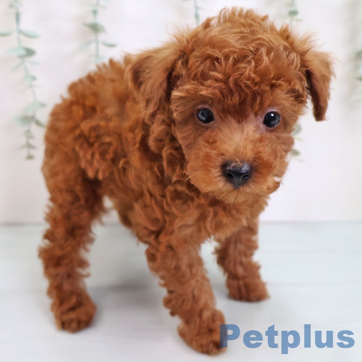 熊本県のトイプードル(トイ) (ペットプラス 熊本店/2025年8月21日生まれ/男の子/レッド)の子犬の2枚目の画像