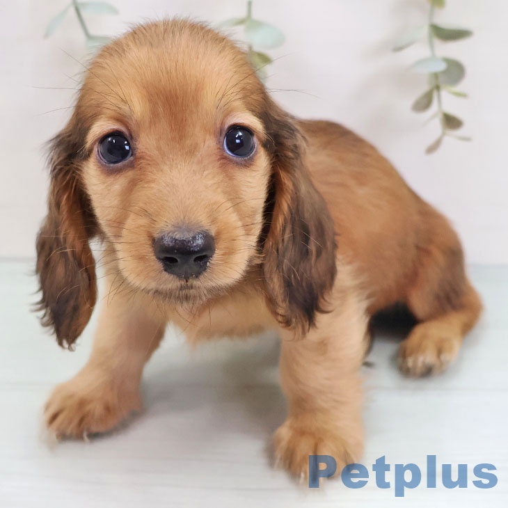 岐阜県のミニチュアダックスフンド(ロング) (ペットプラス 各務原店/2025年8月22日生まれ/男の子/レッド)の子犬の1枚目の画像