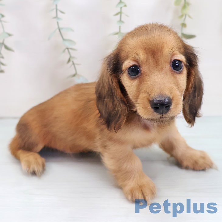 岐阜県のミニチュアダックスフンド(ロング) (ペットプラス 各務原店/2025年8月22日生まれ/男の子/レッド)の子犬の2枚目の画像