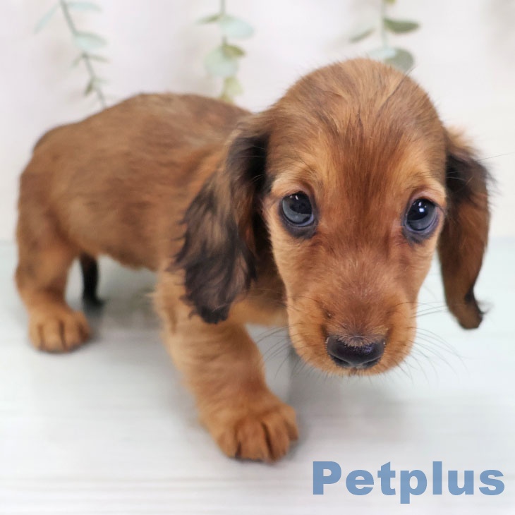 ミニチュア・ダックスフンドの写真2