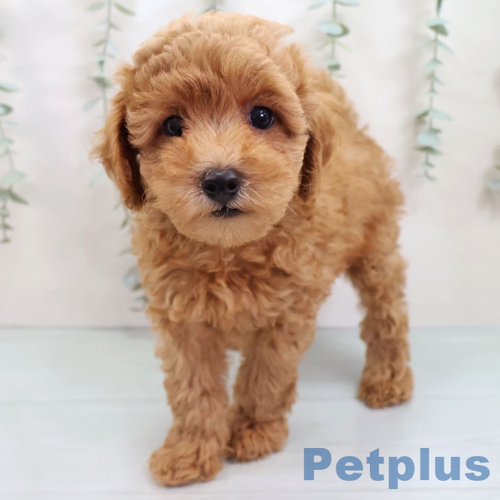 福岡県のトイプードル(トイ) (ペットプラス 春日店/2025年8月22日生まれ/男の子/レッド)の子犬の1枚目の画像