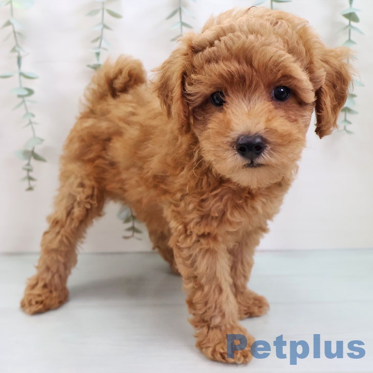 福岡県のトイプードル(トイ) (ペットプラス 春日店/2025年8月22日生まれ/男の子/レッド)の子犬の2枚目の画像