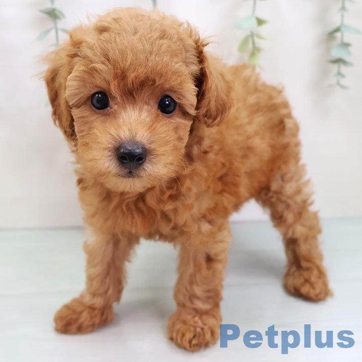 福岡県のトイプードル(トイ) (ペットプラス 黒崎店/2025年8月22日生まれ/男の子/レッド)の子犬