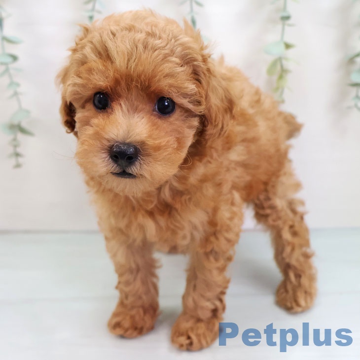 鹿児島県のトイプードル(トイ) (ペットプラス 姶良店/2025年8月22日生まれ/男の子/レッド)の子犬の2枚目の画像