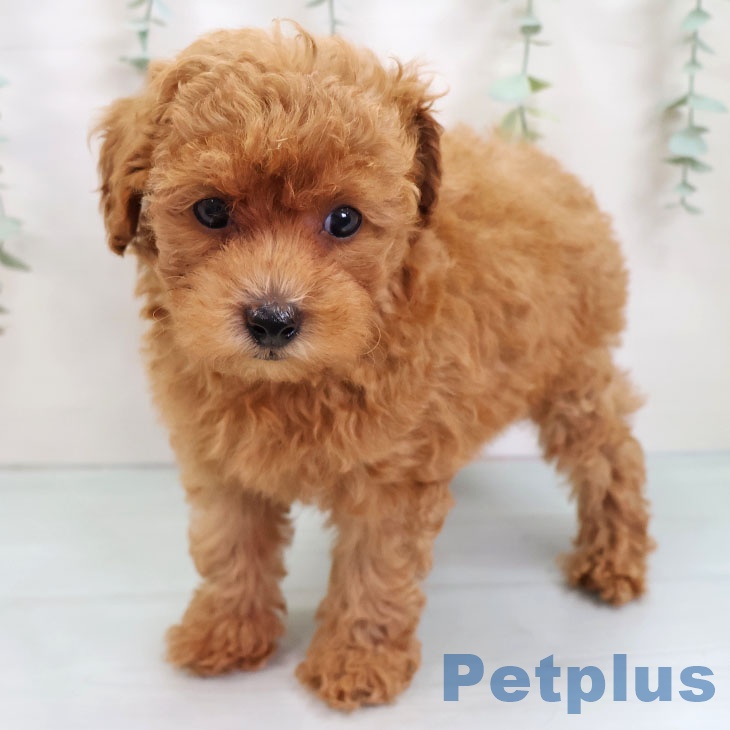 トイ・プードル