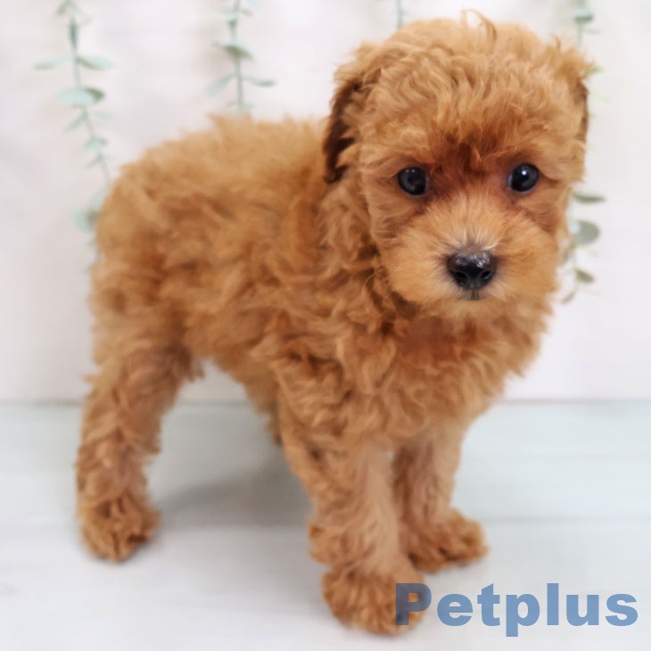 トイ・プードルの写真2