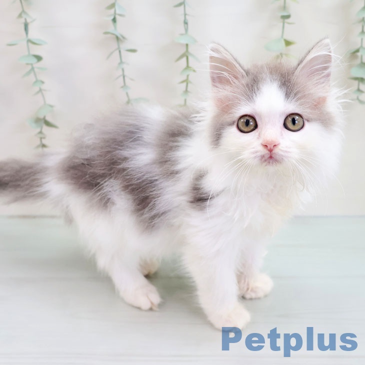 ノルウェージャンフォレストキャットの写真1