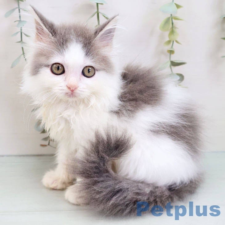 ノルウェージャンフォレストキャットの写真2