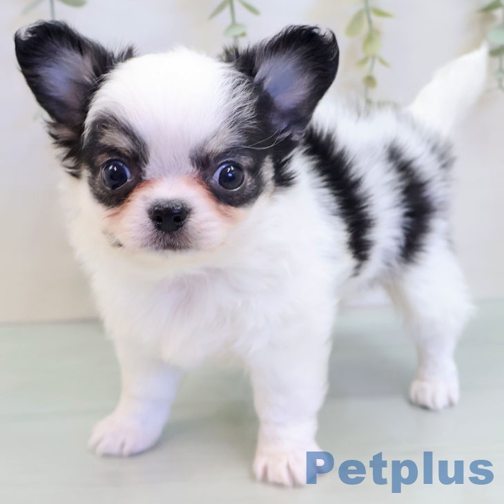 熊本県のチワワ(ロング) (ペットプラス 熊本店/2025年8月27日生まれ/男の子/ホワイトブラックタン)の子犬の1枚目の画像
