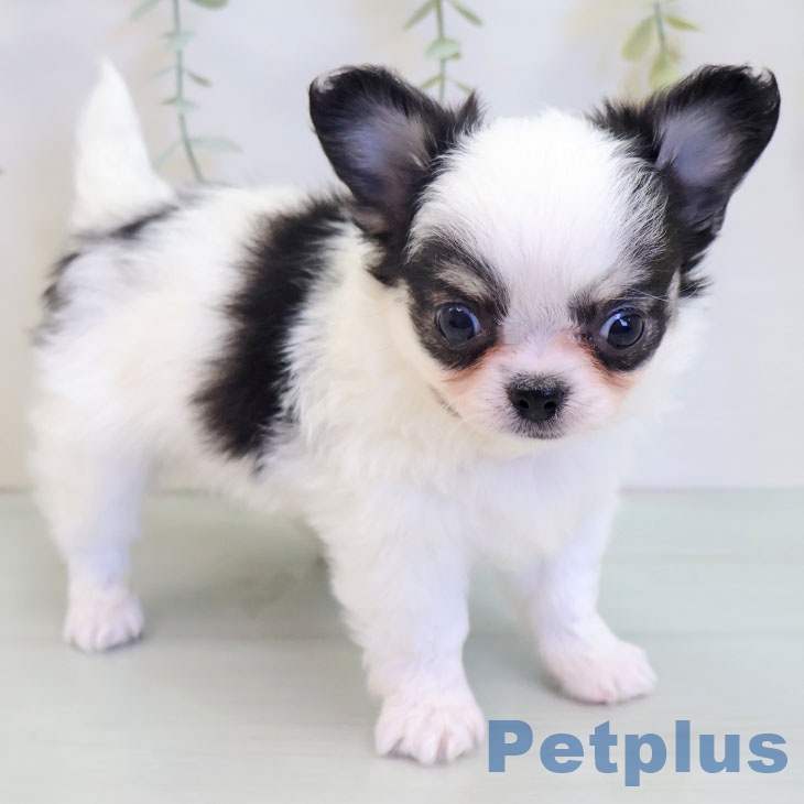 熊本県のチワワ(ロング) (ペットプラス 熊本店/2025年8月27日生まれ/男の子/ホワイトブラックタン)の子犬の2枚目の画像