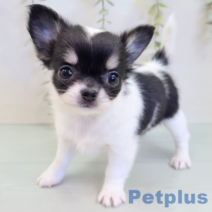 群馬県のチワワ(ロング) (ペットプラス イオンモール太田店/2025年8月27日生まれ/女の子/ホワイトブラックタン)の子犬の1枚目の画像