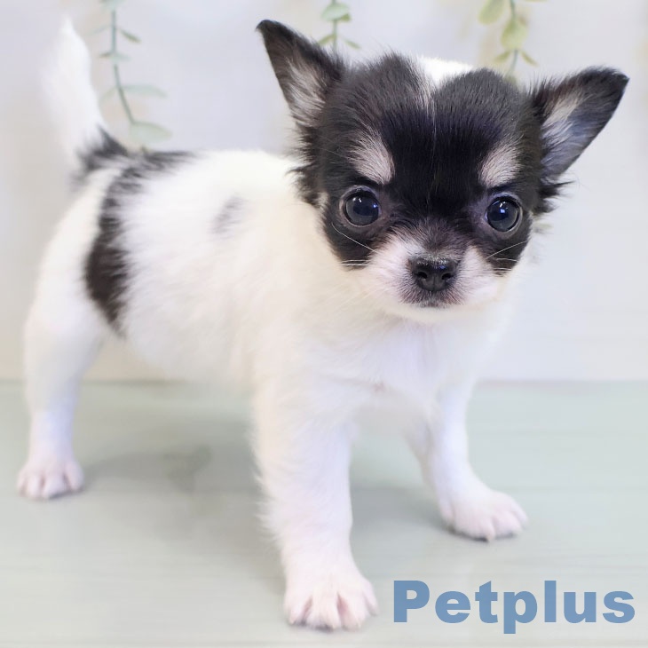 群馬県のチワワ(ロング) (ペットプラス イオンモール太田店/2025年8月27日生まれ/女の子/ホワイトブラックタン)の子犬の2枚目の画像