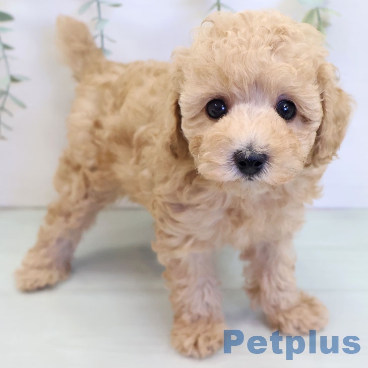 熊本県のトイプードル(トイ) (ペットプラス 熊本店/2025年8月27日生まれ/男の子/アプリコット)の子犬の1枚目の画像