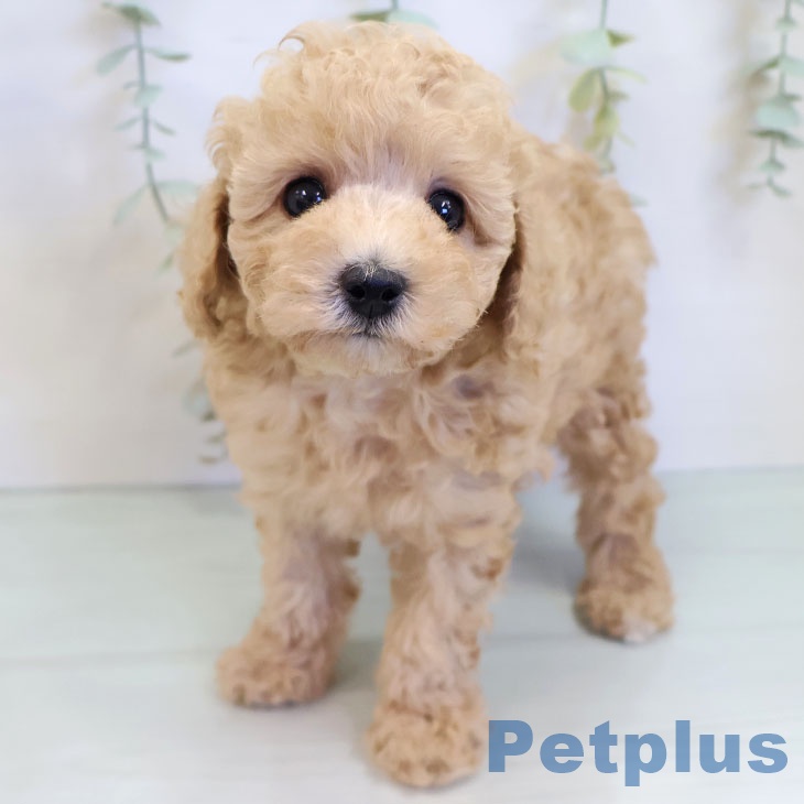 熊本県のトイプードル(トイ) (ペットプラス 熊本店/2025年8月27日生まれ/男の子/アプリコット)の子犬の2枚目の画像