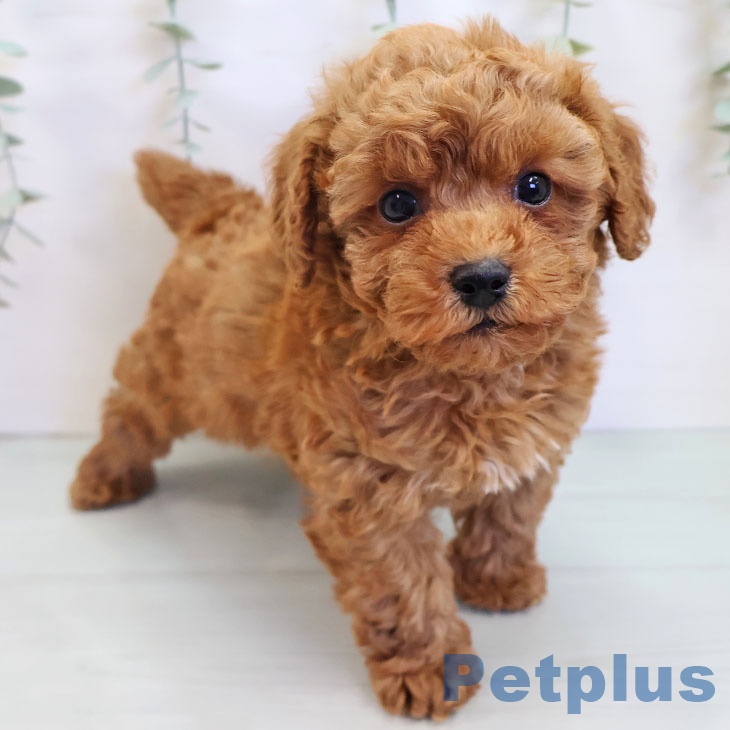 長崎県のトイプードル(トイ) (ペットプラス 長崎店/2025年8月27日生まれ/男の子/レッド)の子犬