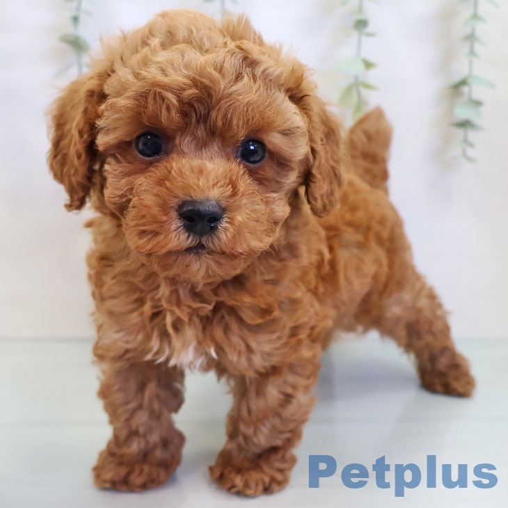 長崎県のトイプードル(トイ) (ペットプラス 長崎店/2025年8月27日生まれ/男の子/レッド)の子犬の2枚目の画像