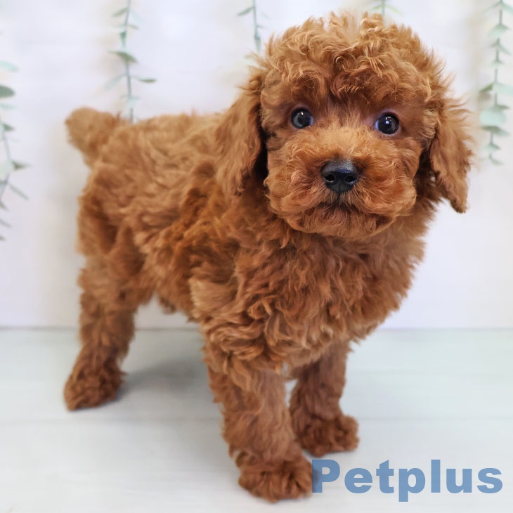 富山県のトイプードル(トイ) (ペットプラス 高岡店/2025年8月27日生まれ/男の子/レッド)の子犬の1枚目の画像