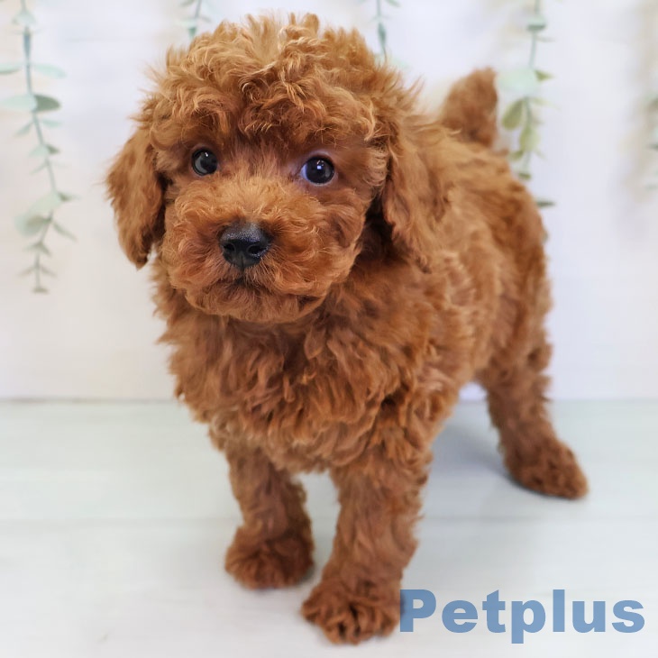 富山県のトイプードル(トイ) (ペットプラス 高岡店/2025年8月27日生まれ/男の子/レッド)の子犬の2枚目の画像