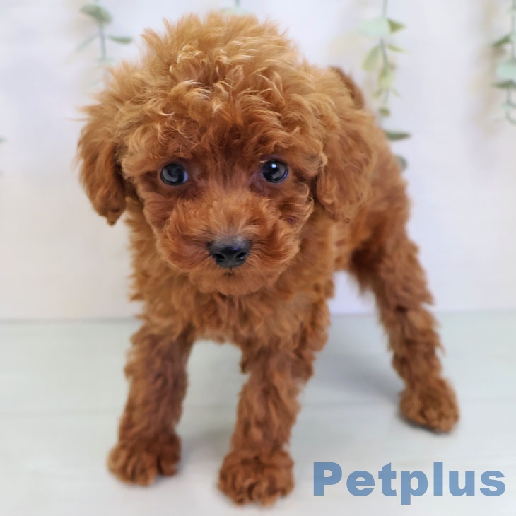 トイ・プードル