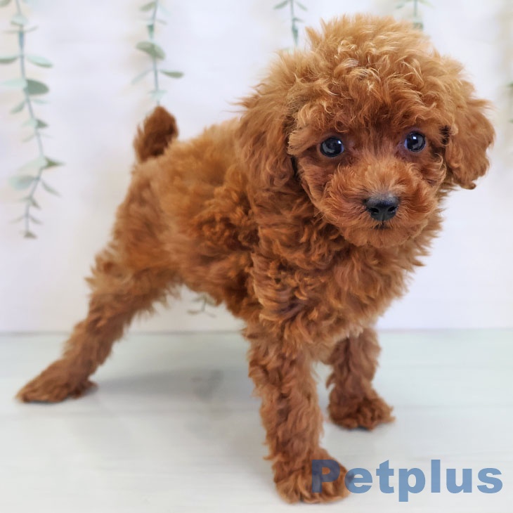 トイ・プードルの写真2