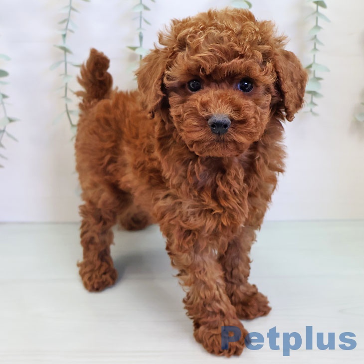 福岡県のトイプードル(トイ) (ペットプラス 黒崎店/2025年8月27日生まれ/女の子/レッド)の子犬の1枚目の画像