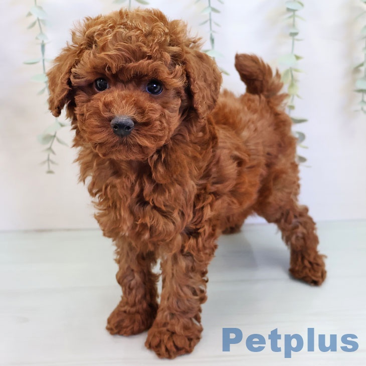 福岡県のトイプードル(トイ) (ペットプラス 黒崎店/2025年8月27日生まれ/女の子/レッド)の子犬の2枚目の画像