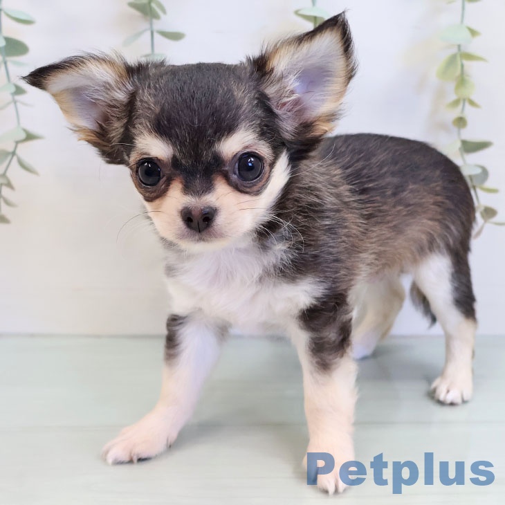 福岡県のチワワ(ロング) (ペットプラス MARK IS 福岡ももち店/2025年8月15日生まれ/男の子/セーブルホワイト)の子犬の1枚目の画像